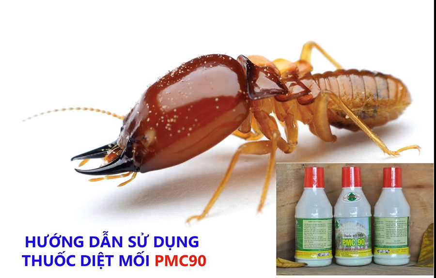 Diệt mối tận gốc tại an nhơn bình định